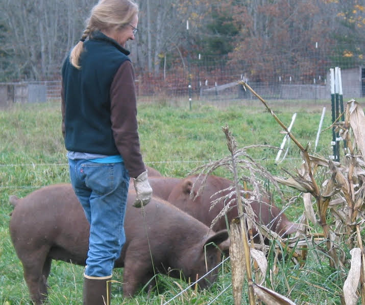 Karen pastoring hogs, 191020