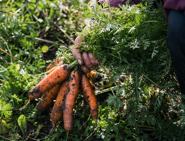 Wild Edge Farm Organic Farming on the Elwha River Olympic Peninsula Port Angeles, WA Beef Pork Produce CSA vegetables farm work garden harvest carrots fall IGP_7359
